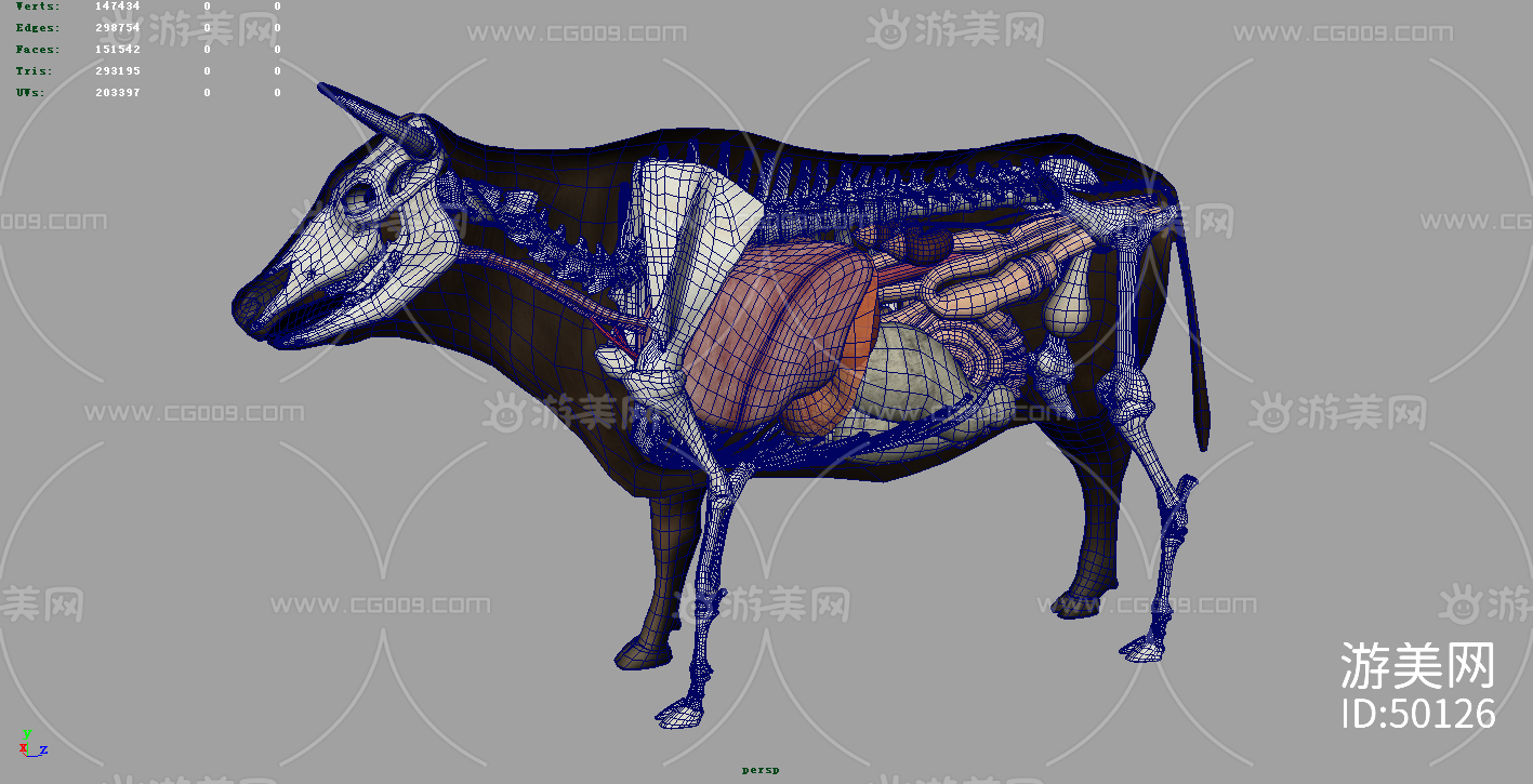 黄牛 牛的内脏器官 牛的骨骼 牛内脏 老黄牛 哺乳动物牛解剖