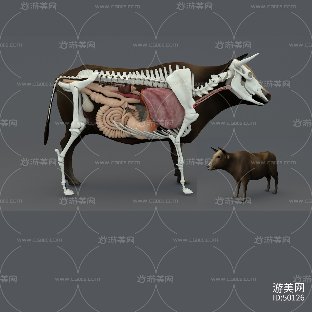 黄牛 牛的内脏器官 牛的骨骼 牛内脏 老黄牛 哺乳动物