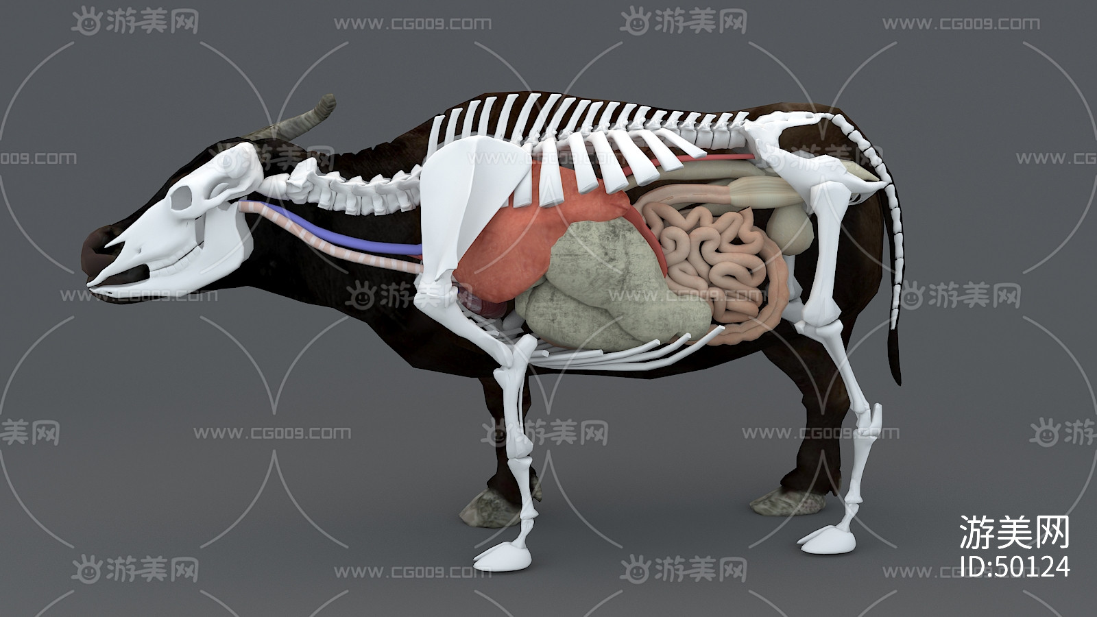 水牛 牛的内脏器官 牛的骨骼 牛内脏 老水牛 哺乳动物