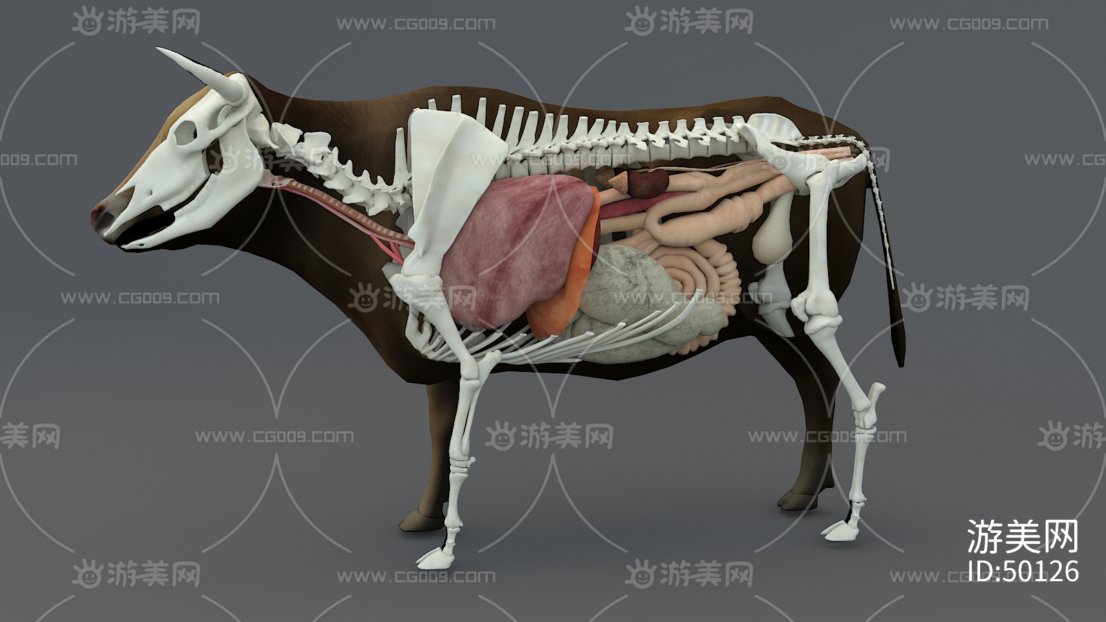 牛骨骼的结构图高清,脚的骨骼全部结构图 - 伤感说说吧