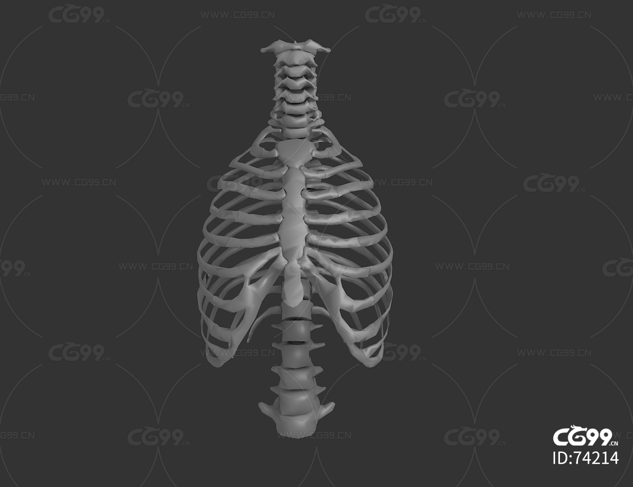 胸骨 骨头 人骨 人体 骨骼-cg模型免费下载-cg99