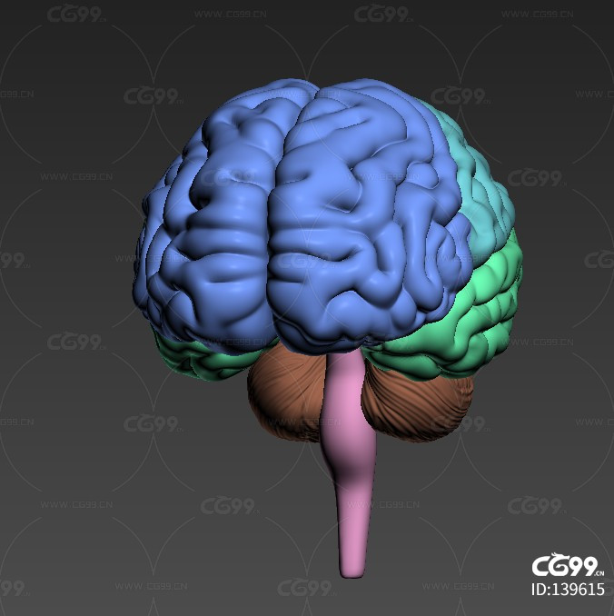 医学 人体结构 器官 组织 解剖 法医 大脑小脑 脑垂体