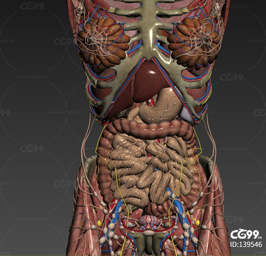 超精细女性人体解剖结构 法医法学 医疗教学医学 肌肉 器官 组织 骨骼