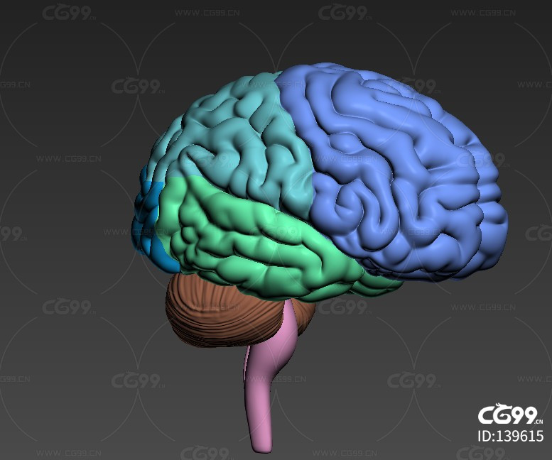 医学 人体结构 器官 组织 解剖 法医 大脑小脑 脑垂体