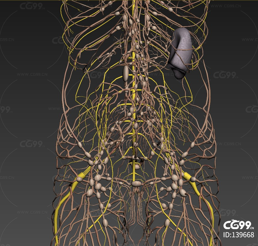 神经系统 中枢神经医学人体结构