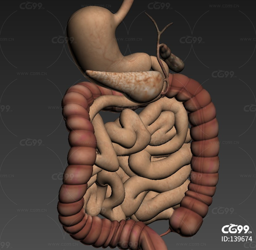 消化道 大肠 小肠 回肠 十二指肠医学人体结构-cg模型