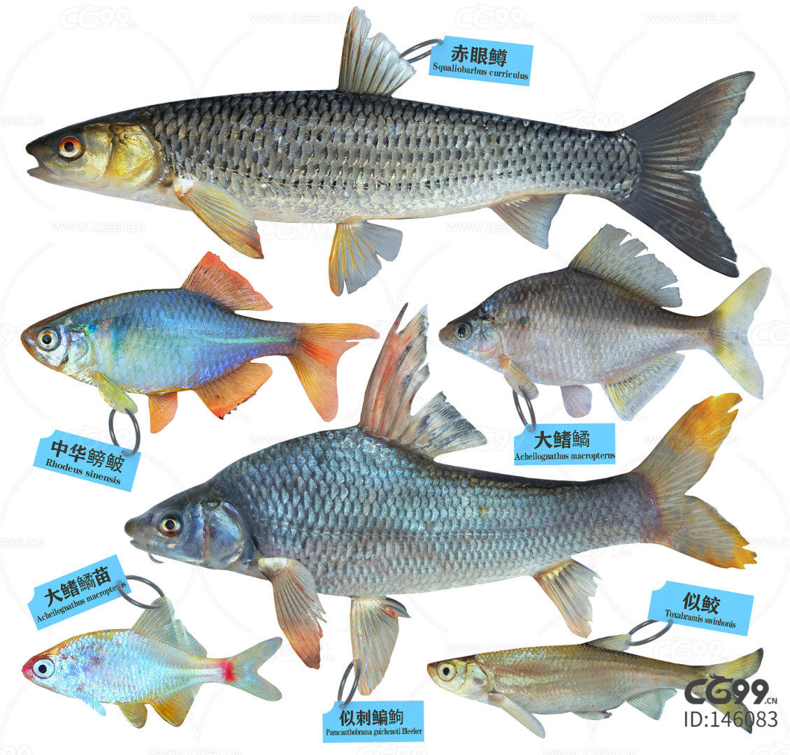 鱼,中国珍稀野生淡水鱼类大全——系列作品.