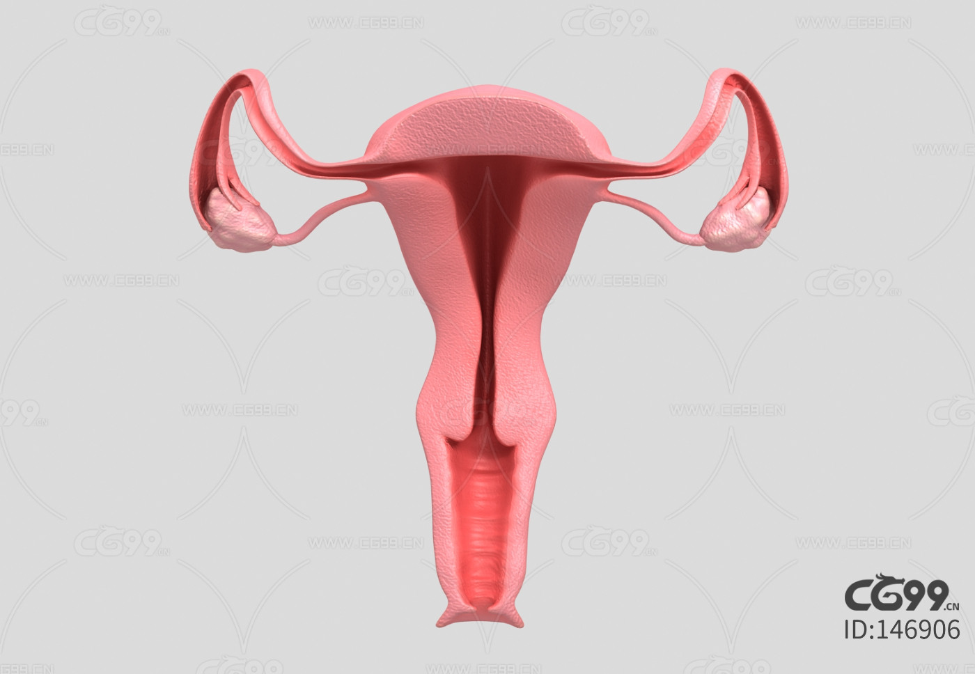 卵巢生殖器 宫口 宫颈 生殖系统 妇女卵巢 输卵管 子宫剖面 女性生殖