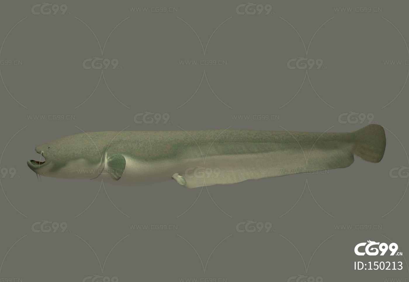 用户照片-Siluriformes-鲇形目-喵潜AI鱼类辨识 FISH ID - 你的在线鱼书