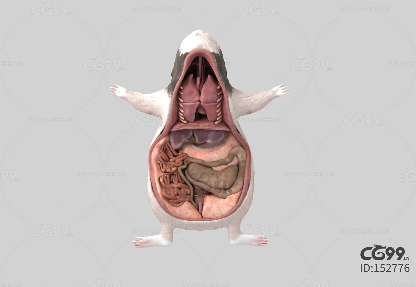 老鼠内脏器官 老鼠解剖 豚鼠内部解剖学研究 动物解剖 动物内脏
