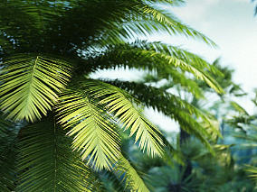 树 植物 树木 棕榈树 沙滩树 植物