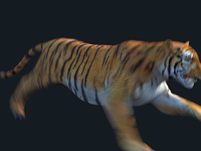 写实动物老虎C模型 带多种动作