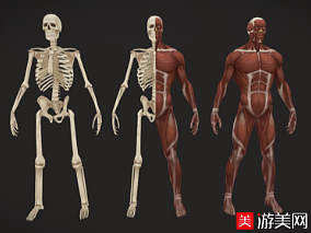 男人体骨架+肌肉结构解剖模型