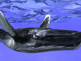 写实鲸鱼 海鱼