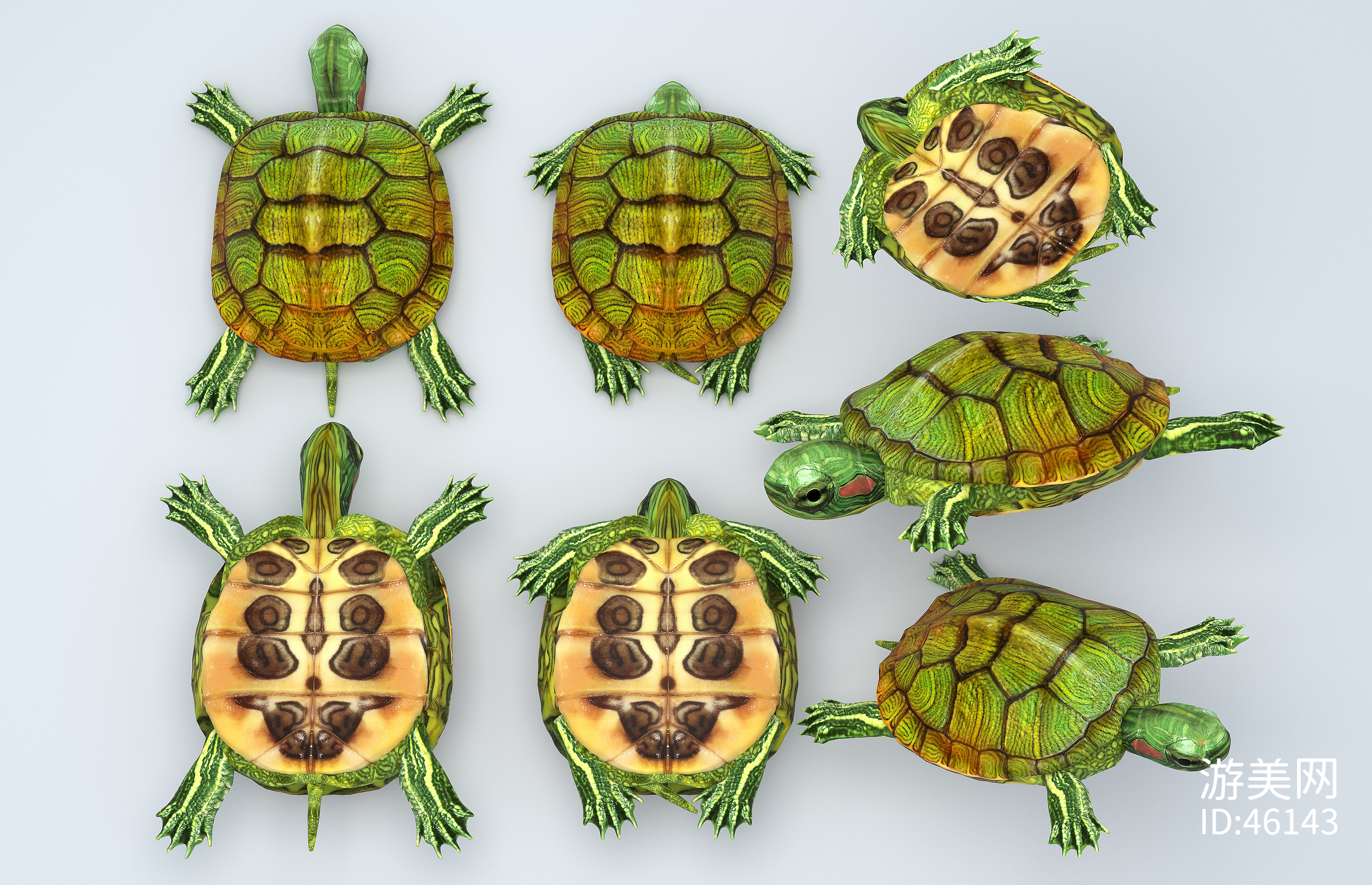 巴西彩龟壁纸图片