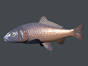 大鱼鲤鱼cg模型