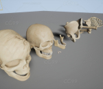 UE4 人体骨骼 骷髅 头骨 虚幻4