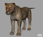 影视写实狮子模型 带骨骼权重4K贴图 野兽森林之王