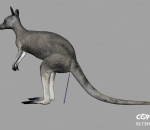 写实澳洲袋鼠模型带4K贴图骨骼权重 澳大利亚袋鼠