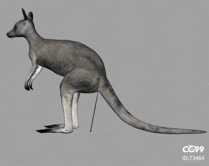 写实澳洲袋鼠模型带4K贴图骨骼权重 澳大利亚袋鼠