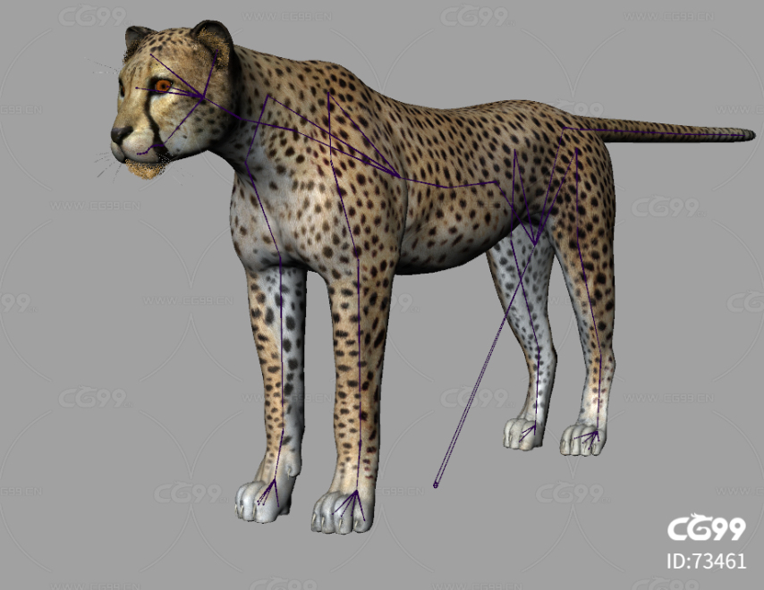 影视写实猎豹 花豹 大型猫科动物豹子模型带骨骼权重