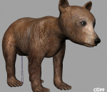 写实狗熊小熊 灰熊 棕熊模型带4K贴图骨骼权重