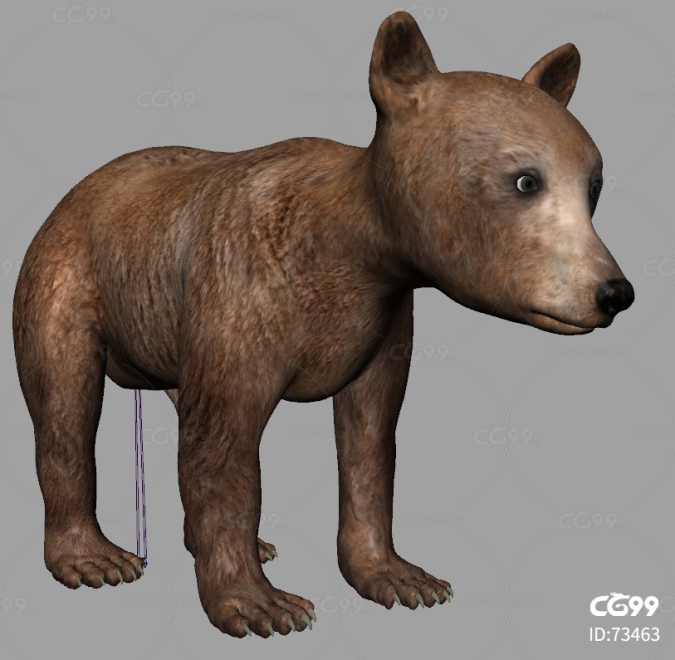 写实狗熊小熊 灰熊 棕熊模型带4K贴图骨骼权重