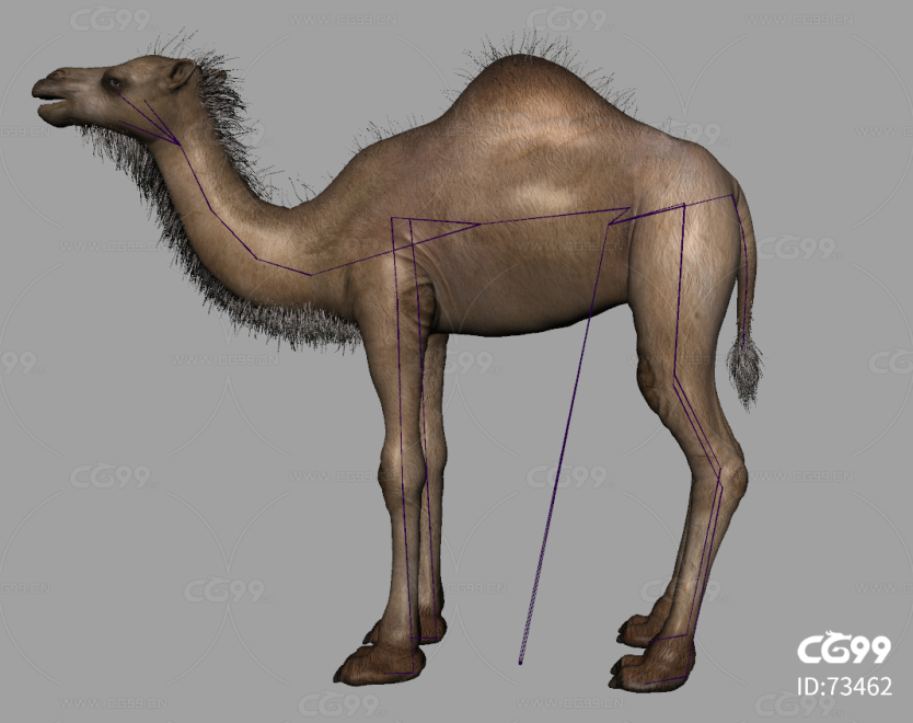 影视写实骆驼 非洲单峰骆驼动物模型4K贴图带骨骼权重