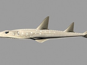 动物模型 鱼 海鱼