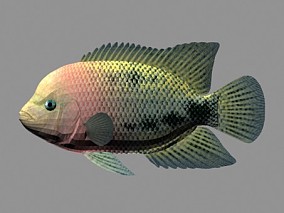 动物模型 鱼 海鱼