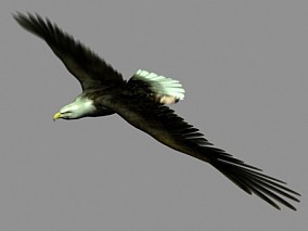 动物模型 鹰