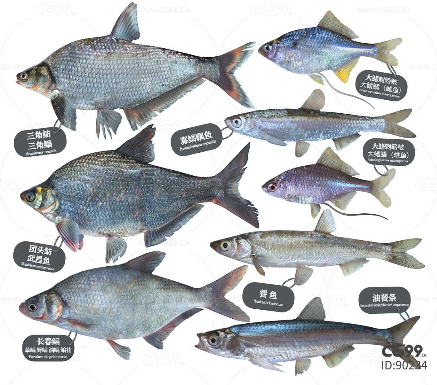 石斑鱼5种最好吃的做法，简单美味又下饭，看看你喜欢吃哪种？ - 知乎