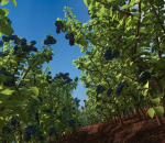 写实 蓝莓 种植 水果