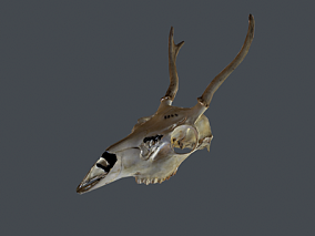 动物骨骼3d模型