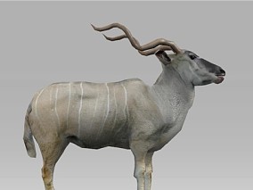 次时代PBR 库杜羚羊 写实 带骨骼绑定蒙皮动作