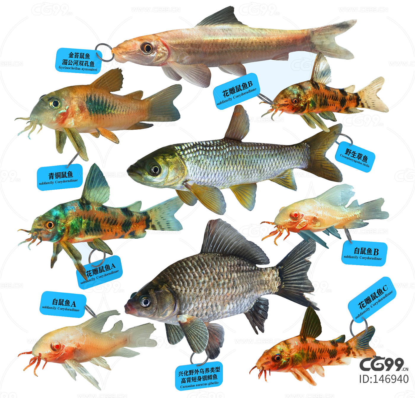鱼类学（形态分类）-CSDN博客
