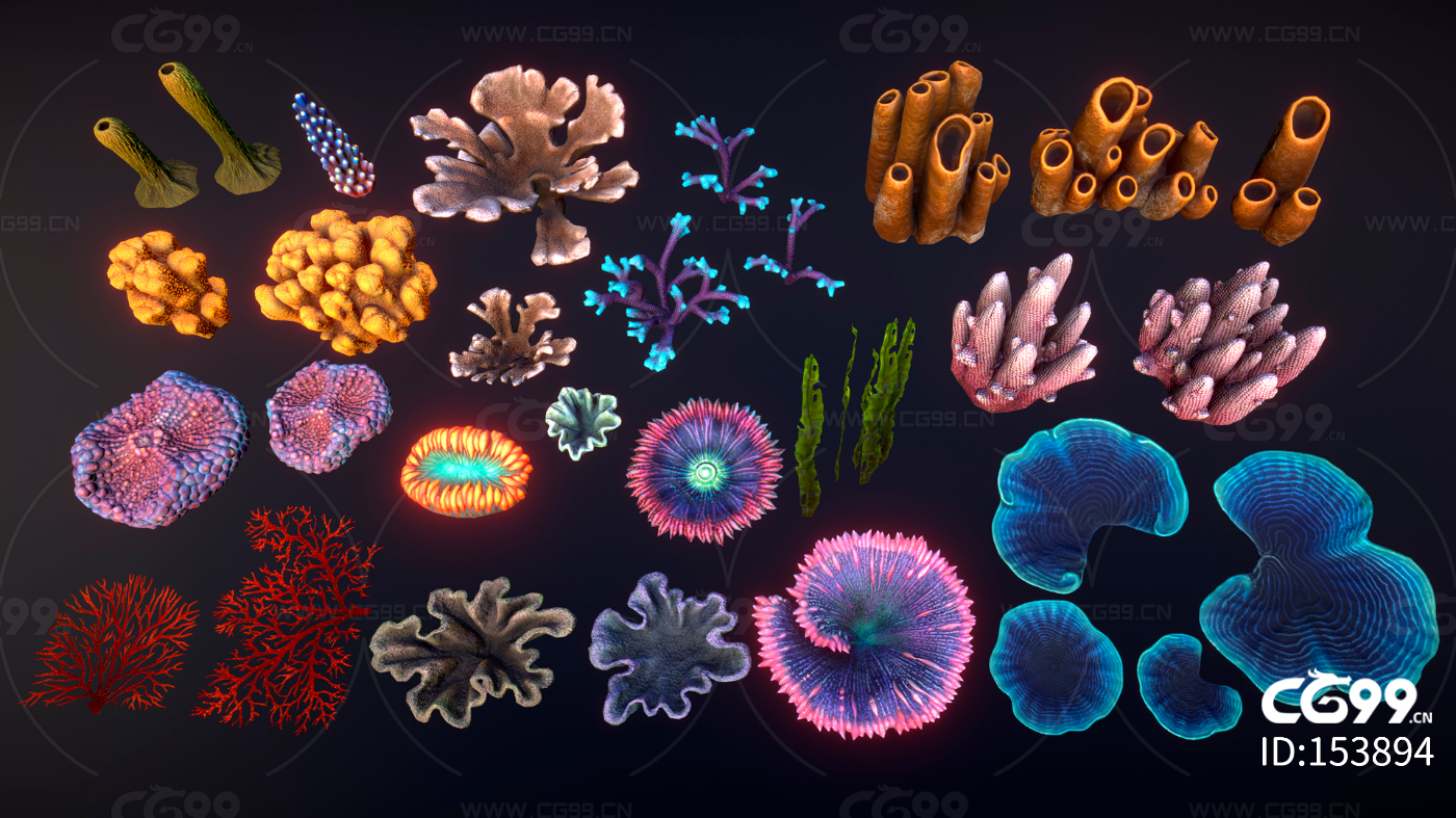 动物珊瑚虫摄影图高清摄影大图-千库网