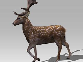 麋鹿【带骨骼动画】3D模型