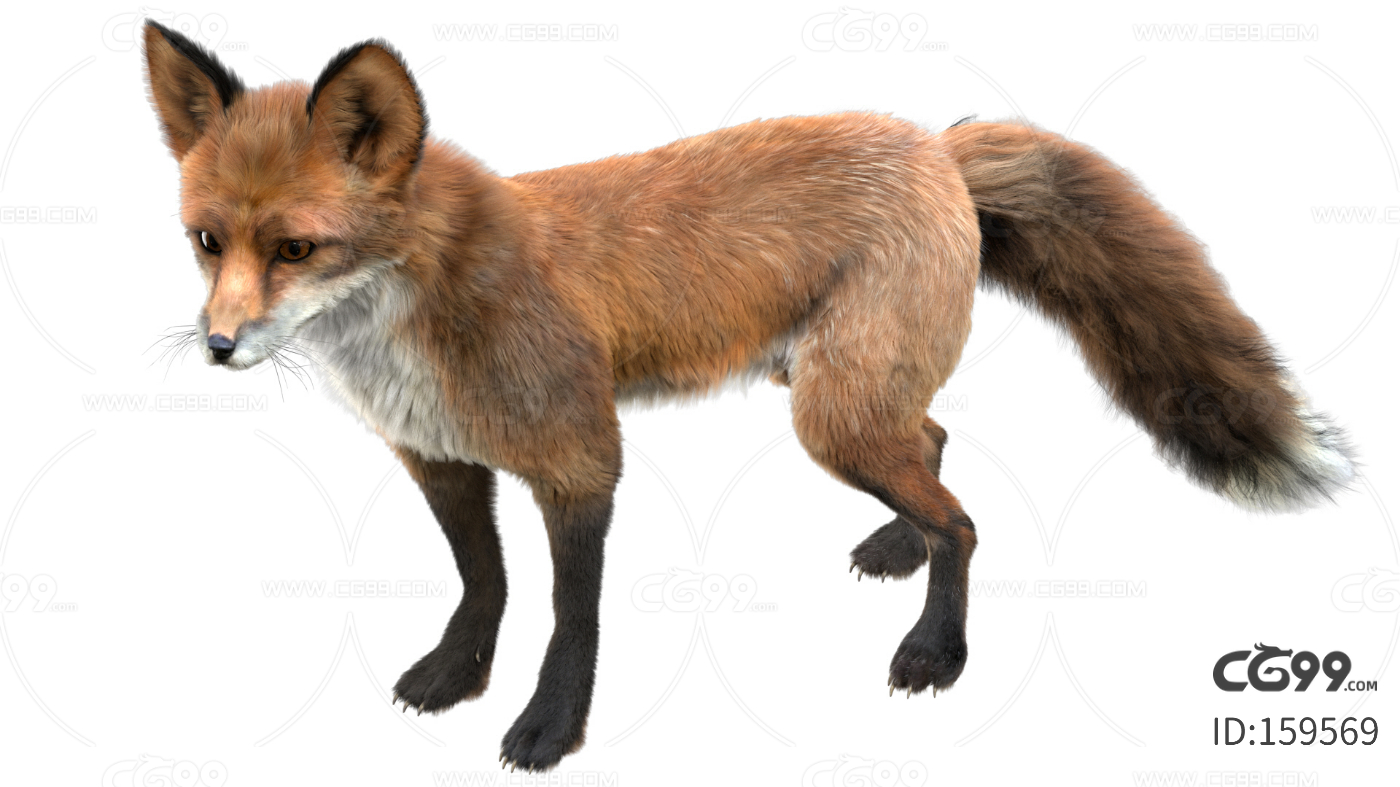 狐狸 红狐 红狐狸 CG狐狸模型 动物 带8K贴图 带骨骼绑定-cg模型免费下载-CG99