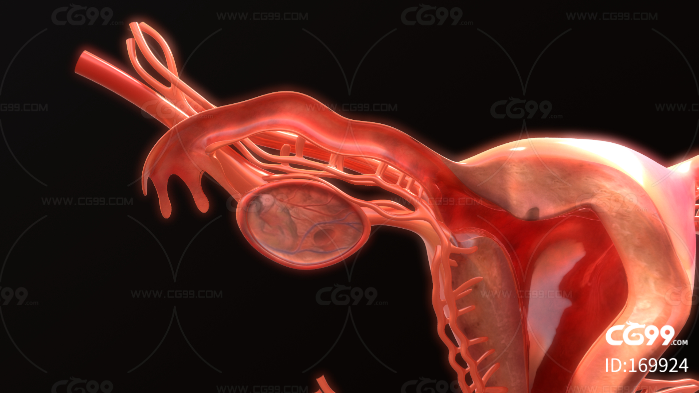 女性 生殖器 卵巢 宫口 宫颈 输卵管 子宫 女性阴部 阴道 子宫颈 外阴 阴阜 阴唇 阴蒂 妇科-cg模型免费下载-CG99