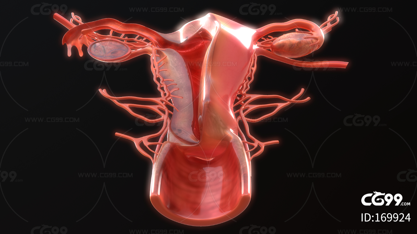 女性生殖系统解剖图平面广告素材免费下载(图片编号:5004451)-六图网