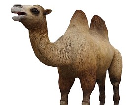 写实动物 高清模型 骆驼