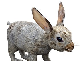 写实动物 高清模型 兔