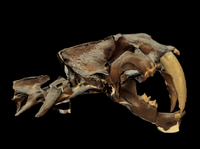 兽骨模型骨头模型骷髅模型骨架模型动物牙齿模型