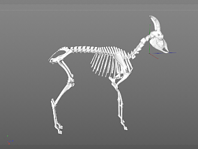 兽骨模型 骨头模型 骷髅模型 骨架模型 羚羊骨架模型 3d模型
