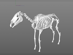 兽骨模型骨头模型
