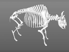 兽骨模型 骨头模型 骷髅模型 骨架模型 羊骨架模型 3d模型