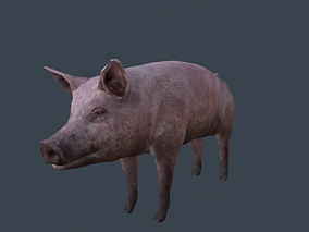 GTA5野猪