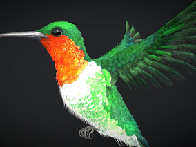 多种文件格式 蜂鸟 写实鸟类  3d模型