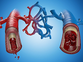 多种文件格式 医学模型 血管 主动脉 人体医学
